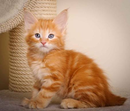 Description: J:\Pictures\K-kull\K-kull_7_weeks\20101220_K-kull_7_weeks_0008.jpg