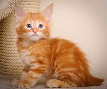 Description: J:\Pictures\K-kull\K-kull_7_weeks\20101220_K-kull_7_weeks_0006.jpg