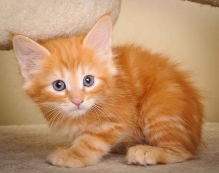 Description: J:\Pictures\K-kull\K-kull_7_weeks\20101220_K-kull_7_weeks_0003.jpg