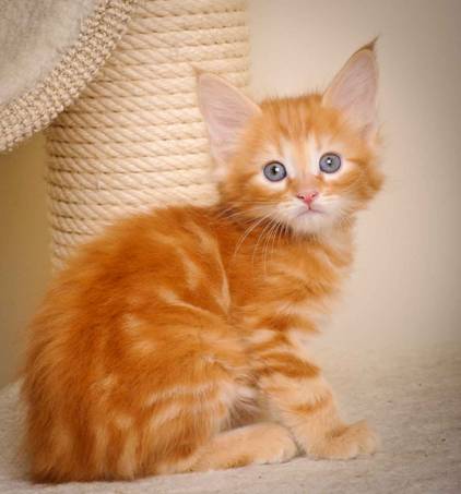 Description: J:\Pictures\K-kull\K-kull_7_weeks\20101220_K-kull_7_weeks_0013.jpg