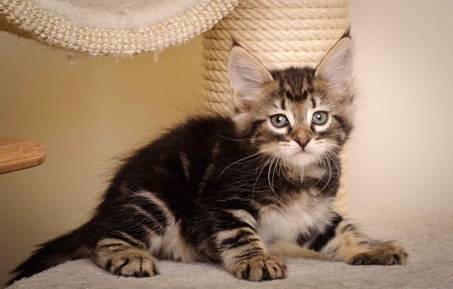 Description: J:\Pictures\K-kull\K-kull_7_weeks\20101220_K-kull_7_weeks_0026.jpg