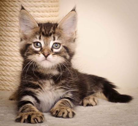 Description: J:\Pictures\K-kull\K-kull_7_weeks\20101220_K-kull_7_weeks_0025.jpg