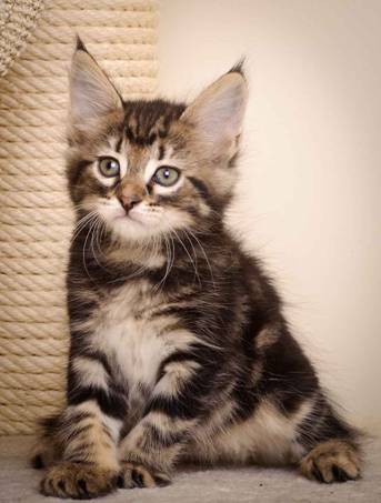 Description: J:\Pictures\K-kull\K-kull_7_weeks\20101220_K-kull_7_weeks_0020.jpg