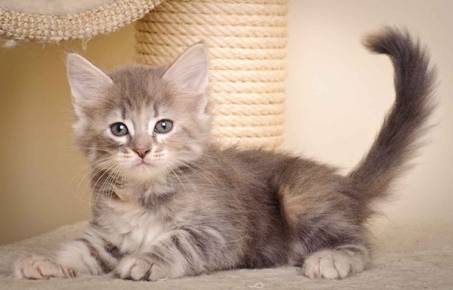 Description: J:\Pictures\K-kull\K-kull_7_weeks\20101220_K-kull_7_weeks_0038.jpg