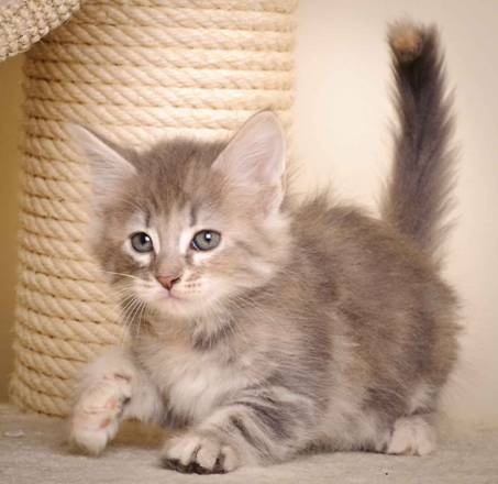 Description: J:\Pictures\K-kull\K-kull_7_weeks\20101220_K-kull_7_weeks_0033.jpg