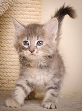 Description: J:\Pictures\K-kull\K-kull_7_weeks\20101220_K-kull_7_weeks_0030.jpg