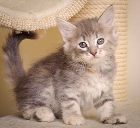 Description: J:\Pictures\K-kull\K-kull_7_weeks\20101220_K-kull_7_weeks_0041.jpg