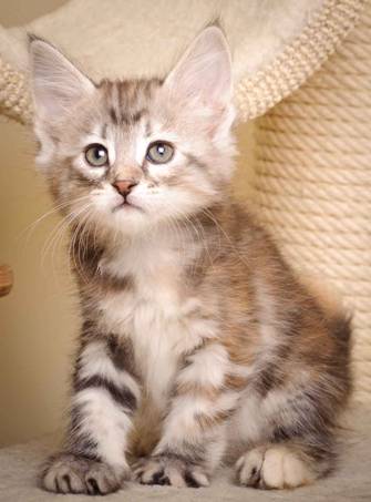 Description: J:\Pictures\K-kull\K-kull_7_weeks\20101220_K-kull_7_weeks_0052.jpg