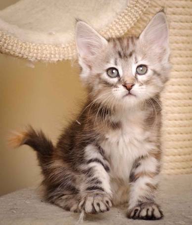 Description: J:\Pictures\K-kull\K-kull_7_weeks\20101220_K-kull_7_weeks_0049.jpg