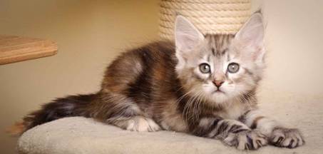 Description: J:\Pictures\K-kull\K-kull_7_weeks\20101220_K-kull_7_weeks_0048.jpg