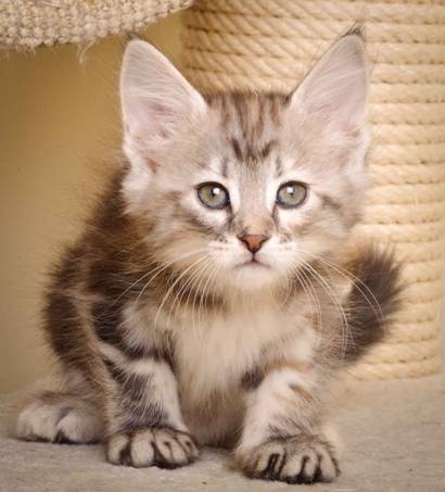 Description: J:\Pictures\K-kull\K-kull_7_weeks\20101220_K-kull_7_weeks_0054.jpg