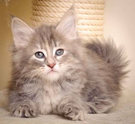 Description: J:\Pictures\K-kull\K-kull_7_weeks\20101220_K-kull_7_weeks_0067.jpg