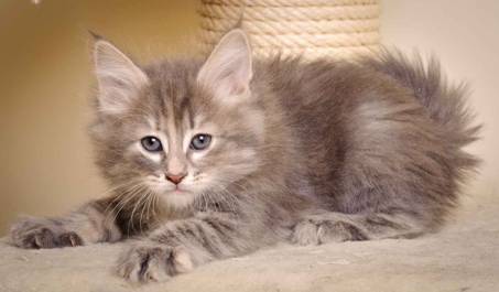 Description: J:\Pictures\K-kull\K-kull_7_weeks\20101220_K-kull_7_weeks_0064.jpg