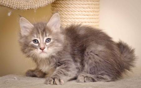 Description: J:\Pictures\K-kull\K-kull_7_weeks\20101220_K-kull_7_weeks_0062.jpg