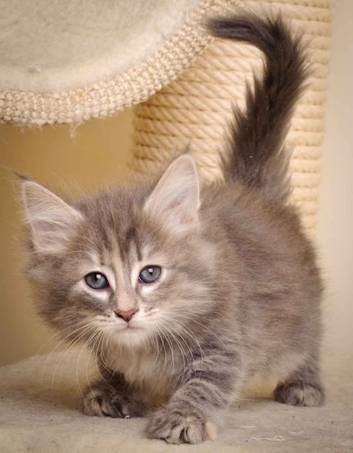 Description: J:\Pictures\K-kull\K-kull_7_weeks\20101220_K-kull_7_weeks_0060.jpg