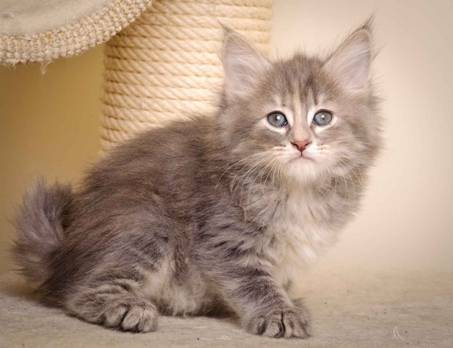 Description: J:\Pictures\K-kull\K-kull_7_weeks\20101220_K-kull_7_weeks_0070.jpg