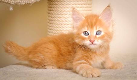 Description: J:\Pictures\K-kull\K-kull_7_weeks\20101220_K-kull_7_weeks_0087.jpg