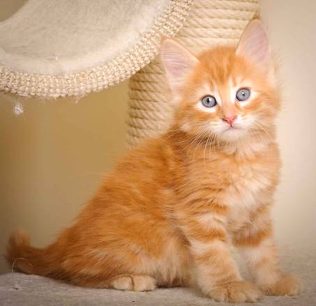 Description: J:\Pictures\K-kull\K-kull_7_weeks\20101220_K-kull_7_weeks_0083.jpg