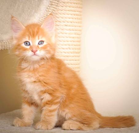 Description: J:\Pictures\K-kull\K-kull_7_weeks\20101220_K-kull_7_weeks_0079.jpg