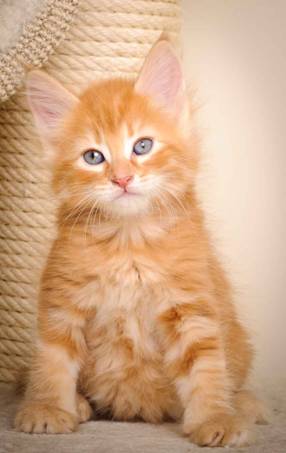 Description: J:\Pictures\K-kull\K-kull_7_weeks\20101220_K-kull_7_weeks_0075.jpg