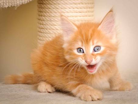 Description: J:\Pictures\K-kull\K-kull_7_weeks\20101220_K-kull_7_weeks_0089.jpg