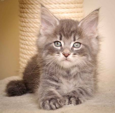 Description: J:\Pictures\K-kull\K-kull_7_weeks\20101220_K-kull_7_weeks_0103.jpg