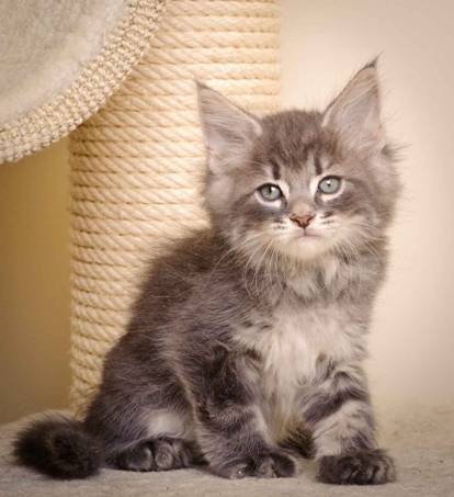 Description: J:\Pictures\K-kull\K-kull_7_weeks\20101220_K-kull_7_weeks_0099.jpg