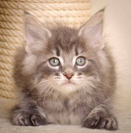 Description: J:\Pictures\K-kull\K-kull_7_weeks\20101220_K-kull_7_weeks_0096.jpg