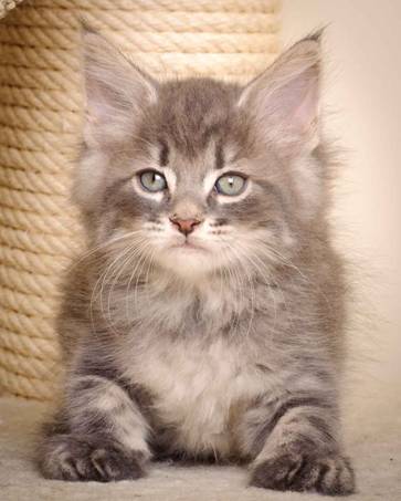 Description: J:\Pictures\K-kull\K-kull_7_weeks\20101220_K-kull_7_weeks_0095.jpg