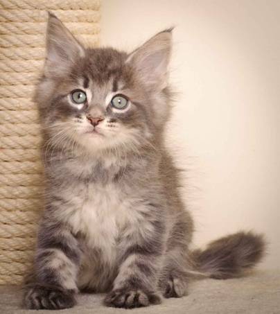 Description: J:\Pictures\K-kull\K-kull_7_weeks\20101220_K-kull_7_weeks_0108.jpg