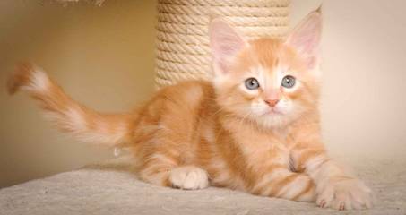 Description: J:\Pictures\K-kull\K-kull_7_weeks\20101220_K-kull_7_weeks_0126.jpg