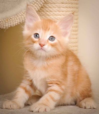 Description: J:\Pictures\K-kull\K-kull_7_weeks\20101220_K-kull_7_weeks_0121.jpg