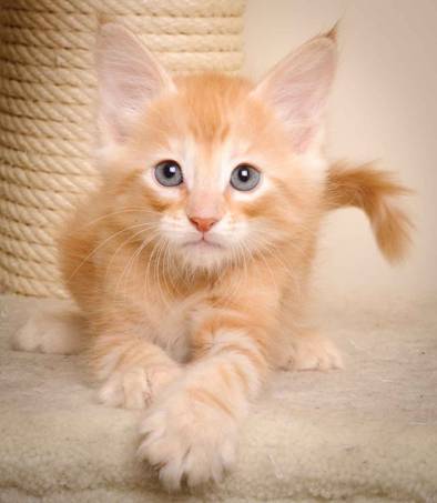 Description: J:\Pictures\K-kull\K-kull_7_weeks\20101220_K-kull_7_weeks_0117.jpg