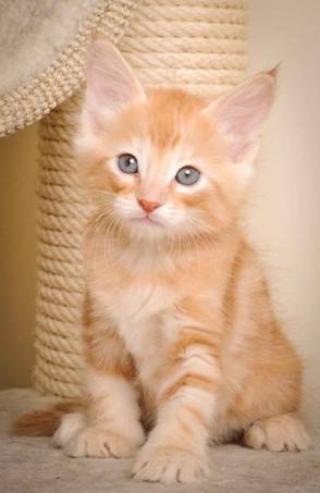 Description: J:\Pictures\K-kull\K-kull_7_weeks\20101220_K-kull_7_weeks_0113.jpg