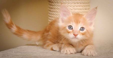 Description: J:\Pictures\K-kull\K-kull_7_weeks\20101220_K-kull_7_weeks_0128.jpg