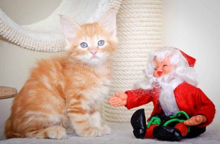 Description: J:\Pictures\K-kull\K-kull_8_weeks\20101228_K-kull_8_weeks_0009.jpg