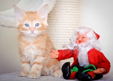 Description: J:\Pictures\K-kull\K-kull_8_weeks\20101228_K-kull_8_weeks_0006.jpg