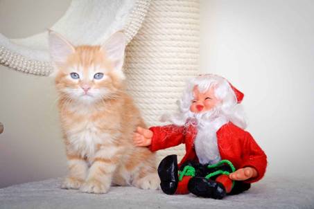 Description: J:\Pictures\K-kull\K-kull_8_weeks\20101228_K-kull_8_weeks_0004.jpg