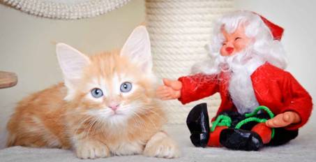 Description: J:\Pictures\K-kull\K-kull_8_weeks\20101228_K-kull_8_weeks_0011.jpg