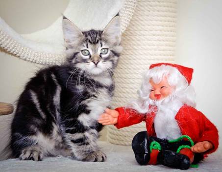 Description: J:\Pictures\K-kull\K-kull_8_weeks\20101228_K-kull_8_weeks_0021.jpg