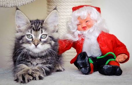 Description: J:\Pictures\K-kull\K-kull_8_weeks\20101228_K-kull_8_weeks_0019.jpg