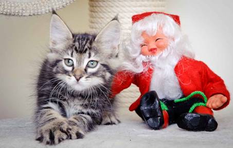 Description: J:\Pictures\K-kull\K-kull_8_weeks\20101228_K-kull_8_weeks_0015.jpg