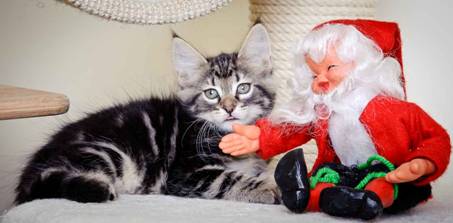 Description: J:\Pictures\K-kull\K-kull_8_weeks\20101228_K-kull_8_weeks_0026.jpg