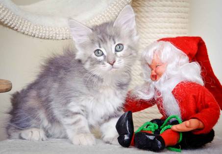 Description: J:\Pictures\K-kull\K-kull_8_weeks\20101228_K-kull_8_weeks_0037.jpg