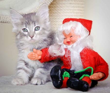 Description: J:\Pictures\K-kull\K-kull_8_weeks\20101228_K-kull_8_weeks_0032.jpg