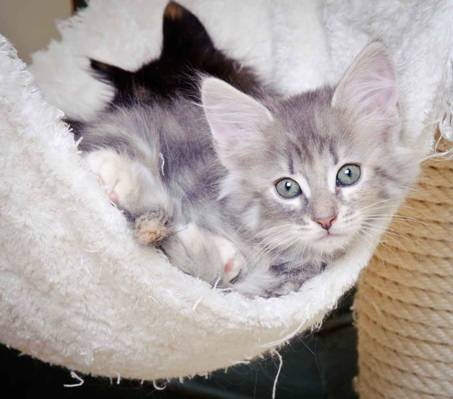 Description: J:\Pictures\K-kull\K-kull_8_weeks\20101228_K-kull_8_weeks_0150.jpg