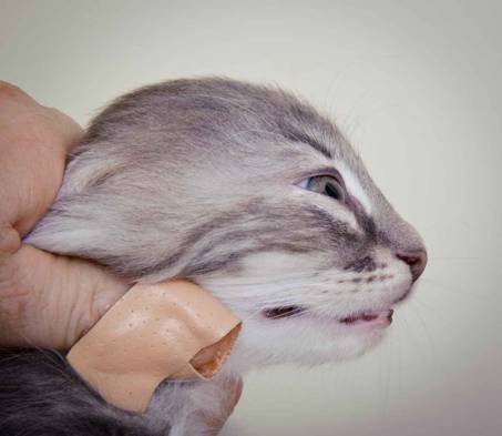 Description: J:\Pictures\K-kull\K-kull_8_weeks\20101228_K-kull_8_weeks_0151.jpg