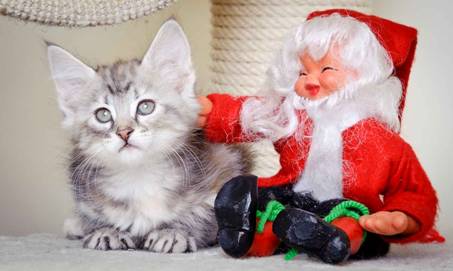 Description: J:\Pictures\K-kull\K-kull_8_weeks\20101228_K-kull_8_weeks_0053.jpg