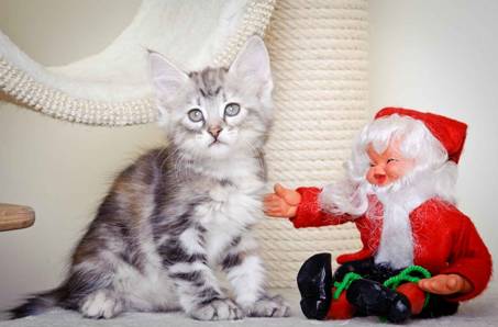 Description: J:\Pictures\K-kull\K-kull_8_weeks\20101228_K-kull_8_weeks_0048.jpg