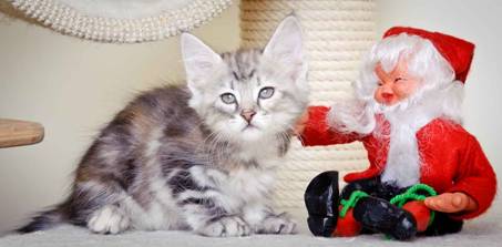 Description: J:\Pictures\K-kull\K-kull_8_weeks\20101228_K-kull_8_weeks_0047.jpg